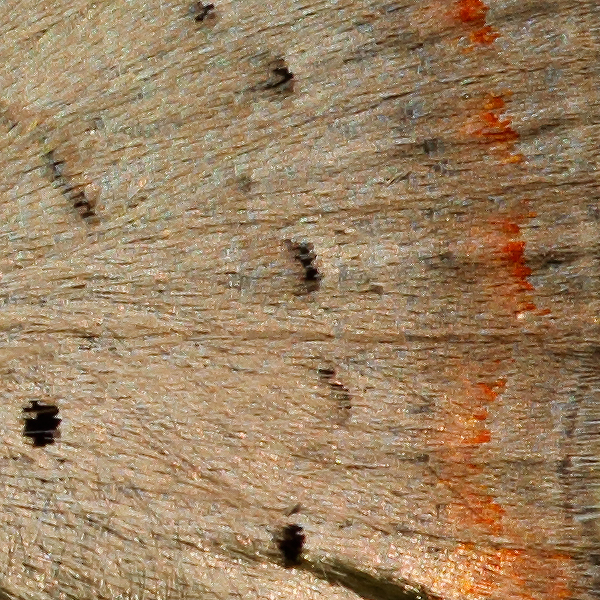 Lycaena phlaeas