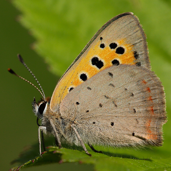 Lycaena phlaeas