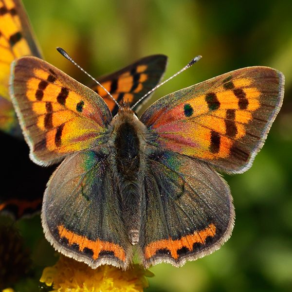 Lycaena phlaeas