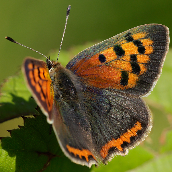 Lycaena phlaeas