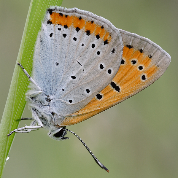 Lycaena dispar (rutila)
