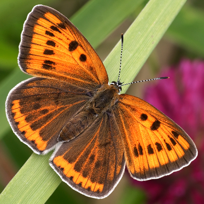 Lycaena dispar (rutila)