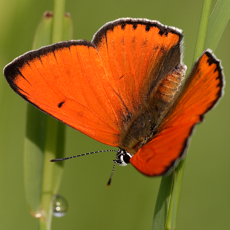 Lycaena dispar (rutila)