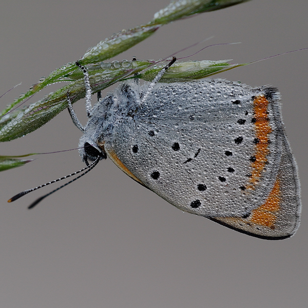 Lycaena dispar (rutila)