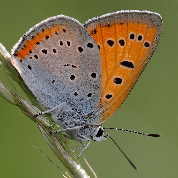 Lycaena dispar (rutila)