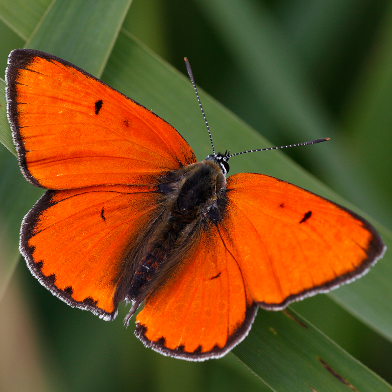 Lycaena dispar (batava)