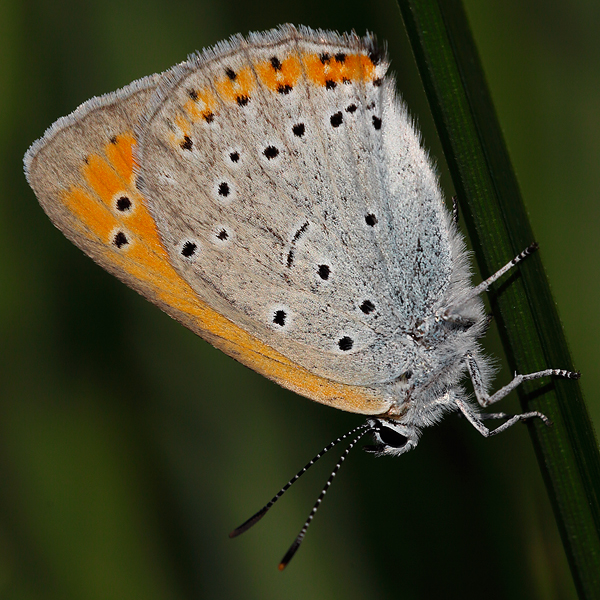 Lycaena dispar (rutila)