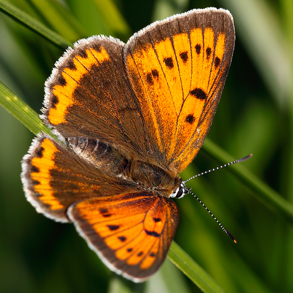 Lycaena dispar (rutila)