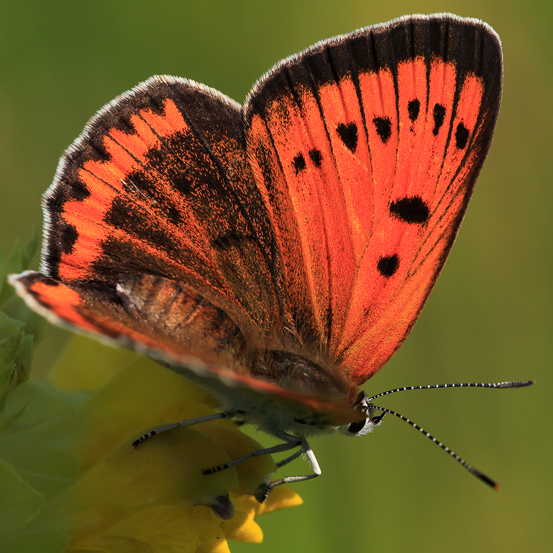 Lycaena dispar (rutila)