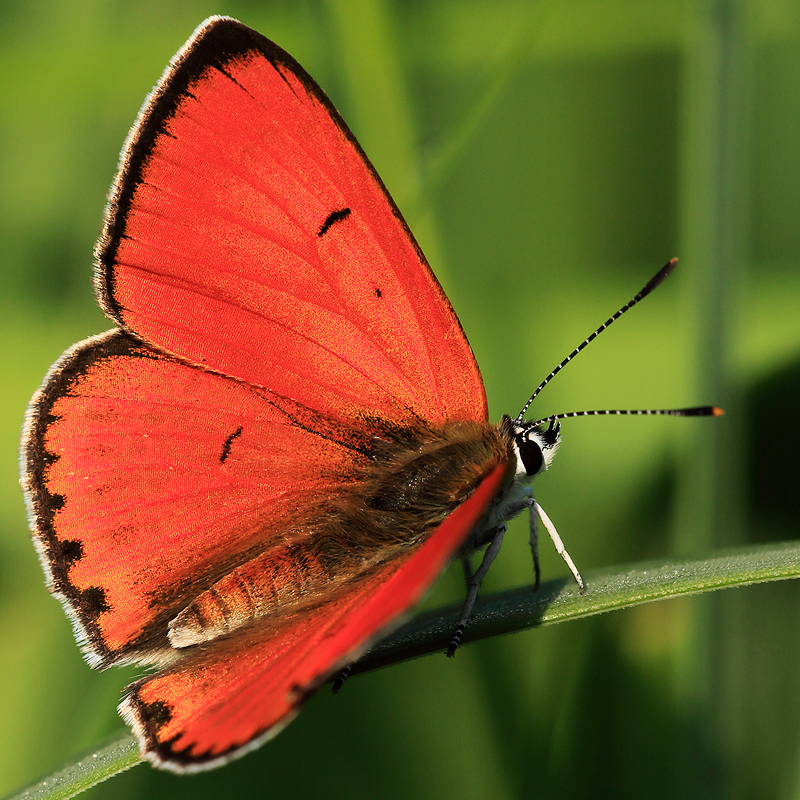 Lycaena dispar (rutila)