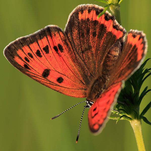 Lycaena dispar (rutila)