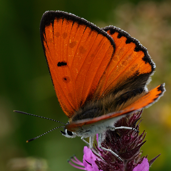 Lycaena dispar (batava)