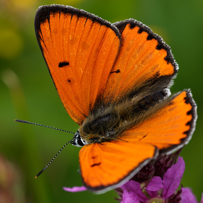 Lycaena dispar (batava)