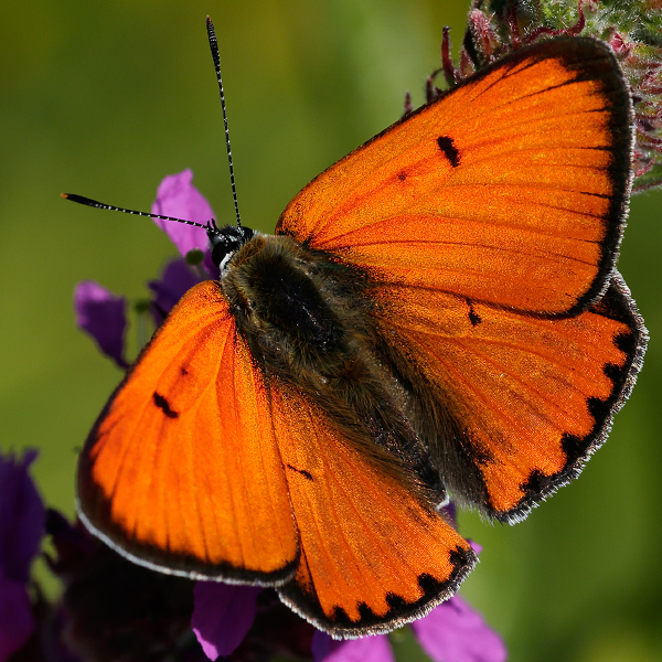 Lycaena dispar (batava)