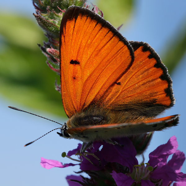 Lycaena dispar (batava)