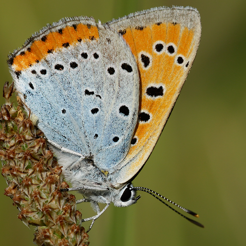 Lycaena dispar (batava)