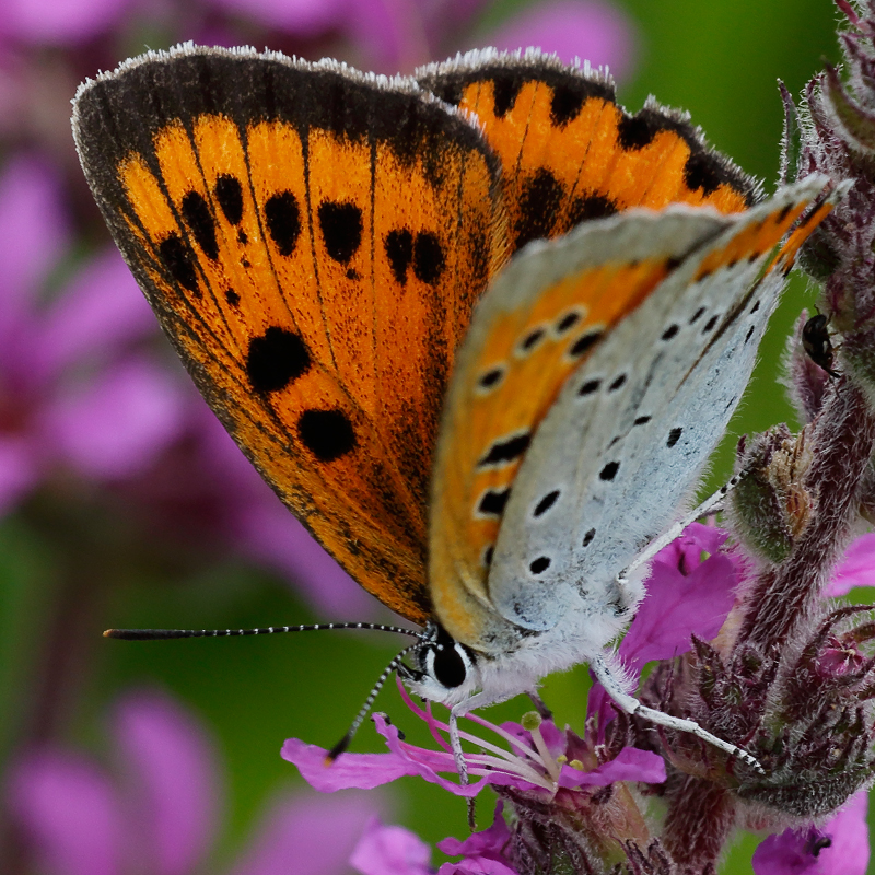 Lycaena dispar (batava)