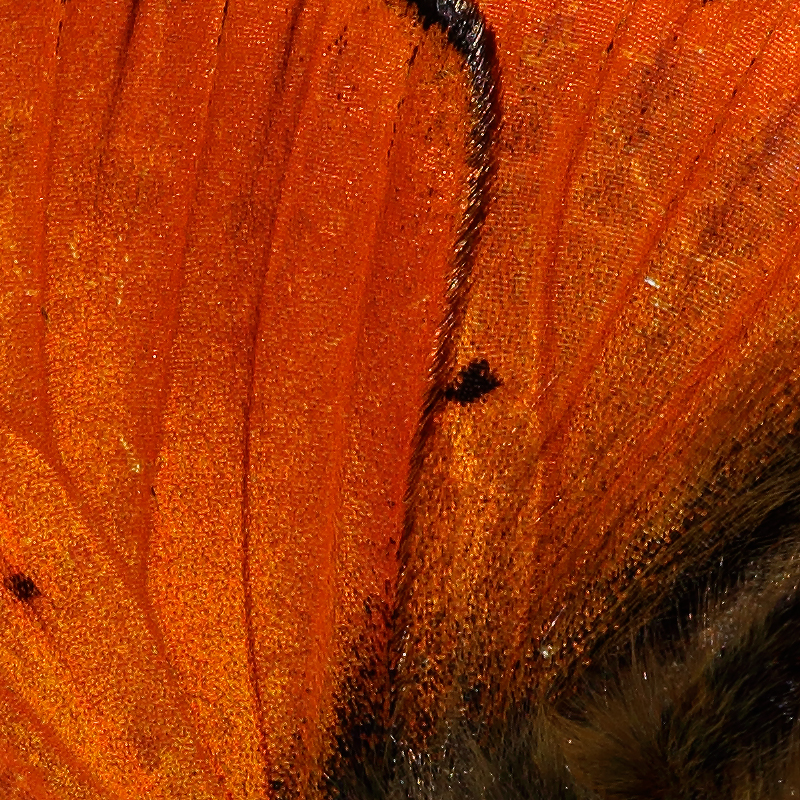 Lycaena dispar (batava)