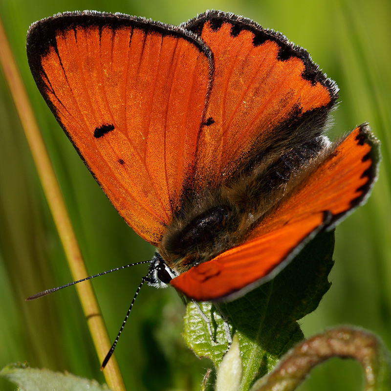 Lycaena dispar (batava)