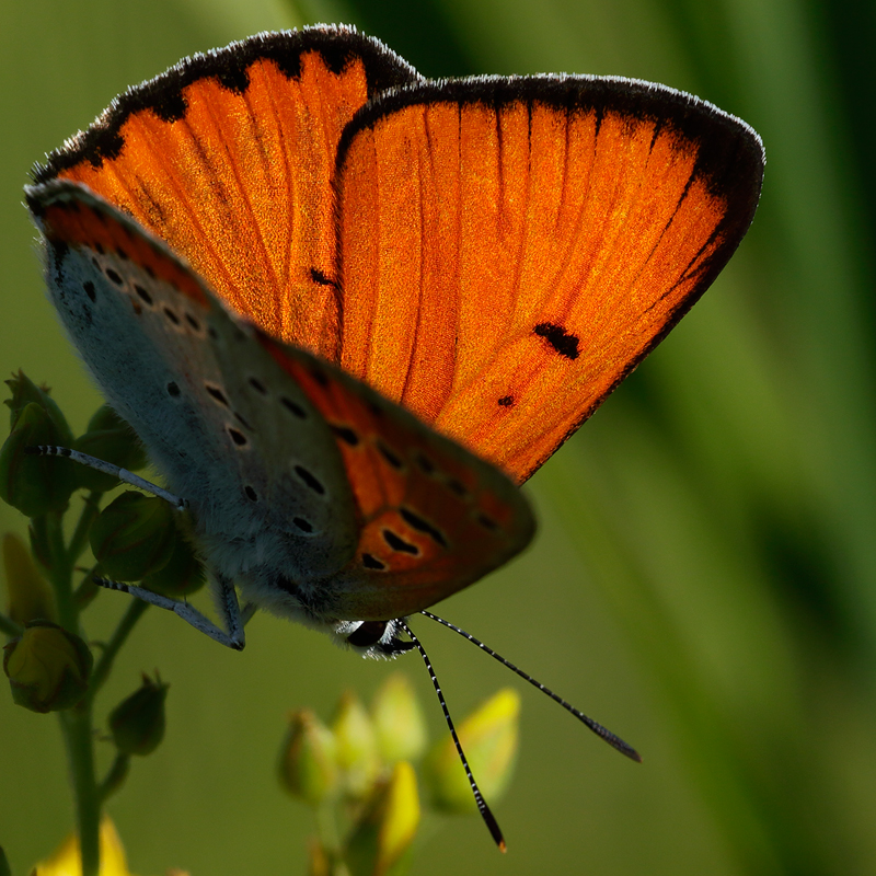 Lycaena dispar (batava)