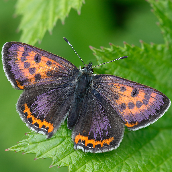 Lycaena helle