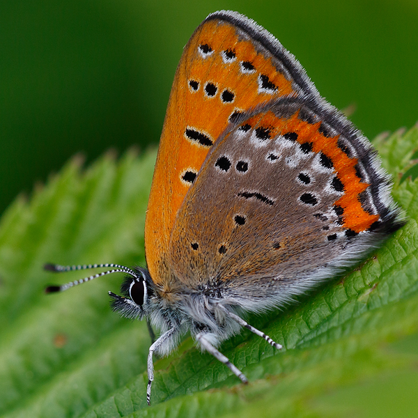 Lycaena helle