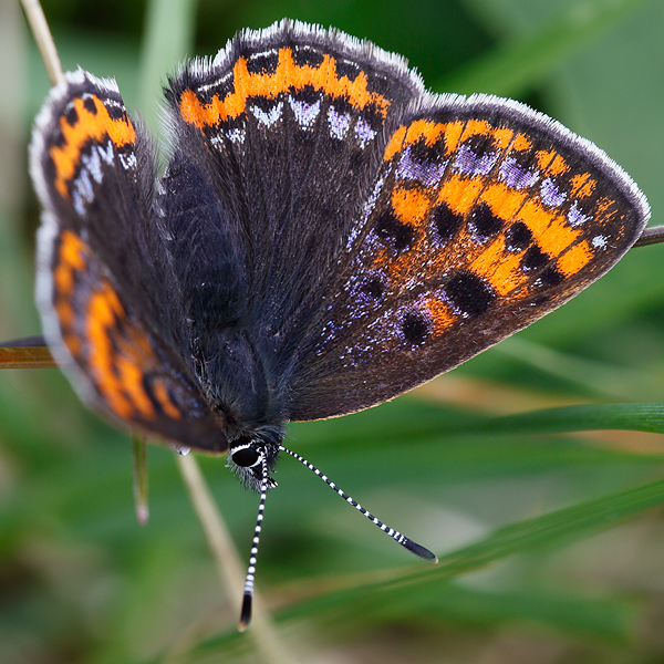 Lycaena helle