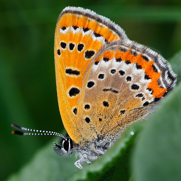 Lycaena helle