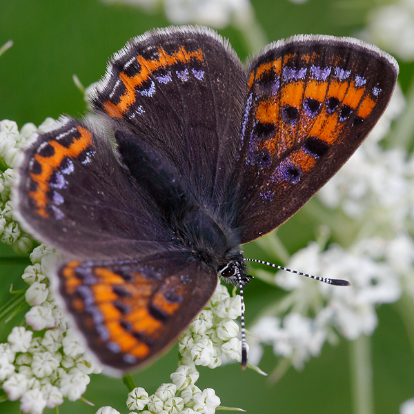 Lycaena helle