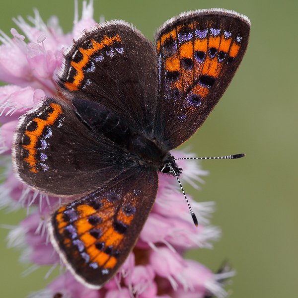 Lycaena helle