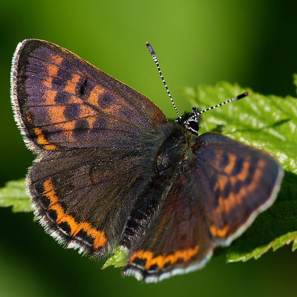 Lycaena helle