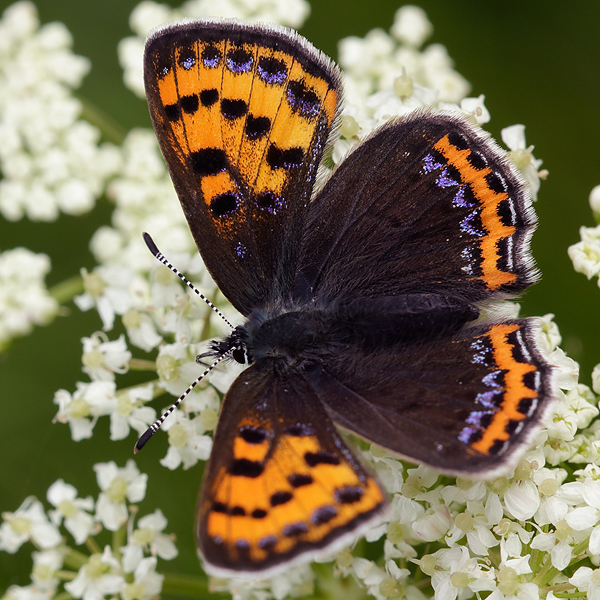 Lycaena helle