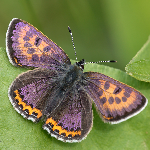 Lycaena helle