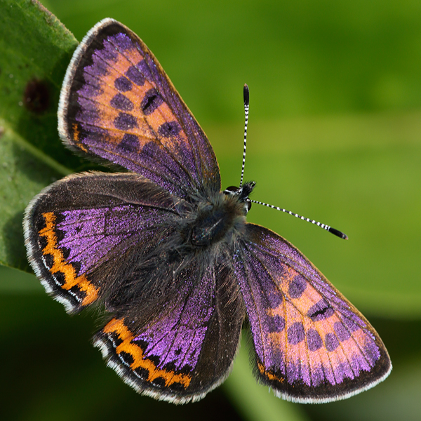 Lycaena helle