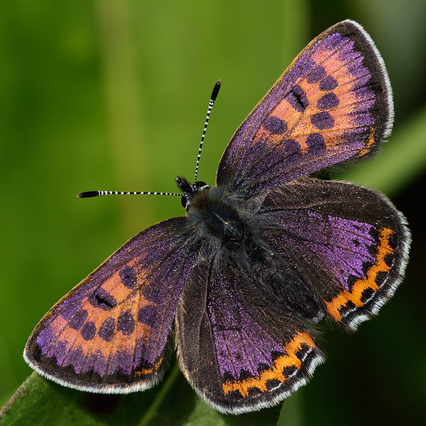 Lycaena helle