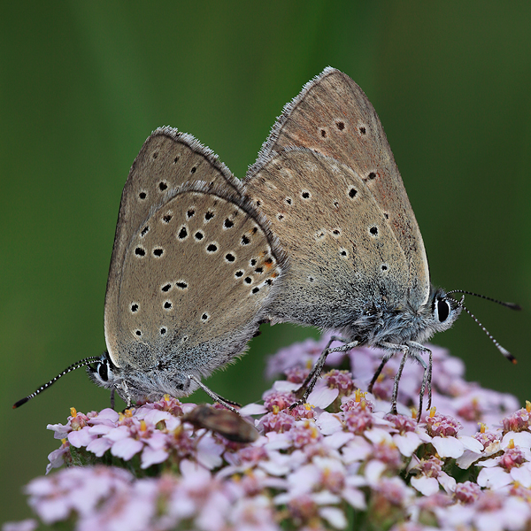 Lycaena hippothoe (eurydame)