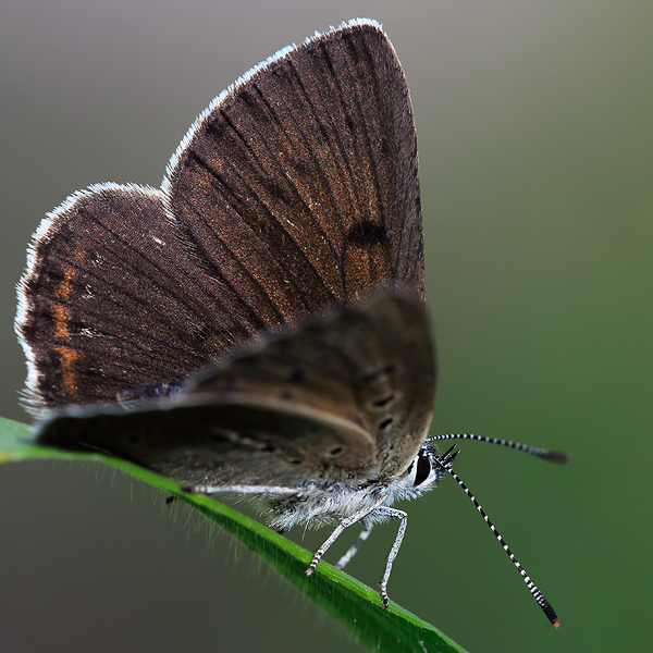 Lycaena hippothoe (eurydame)