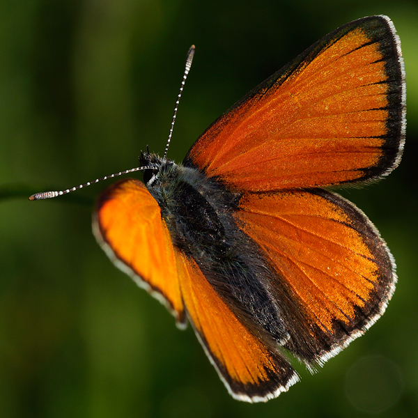 Lycaena hippothoe (eurydame)