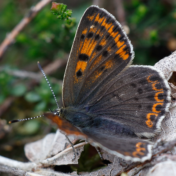 Lycaena tityrus