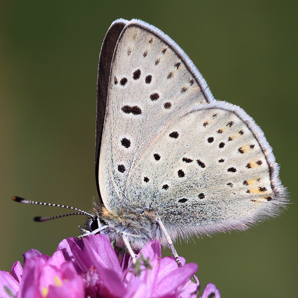 Lycaena tityrus (subalpinus)