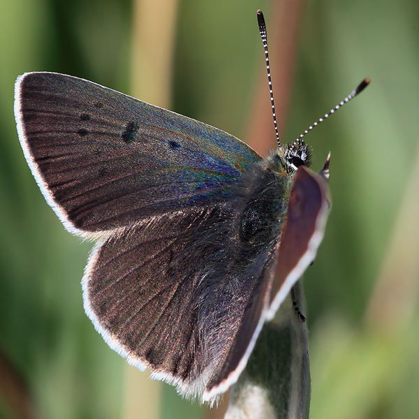 Lycaena tityrus (subalpinus)