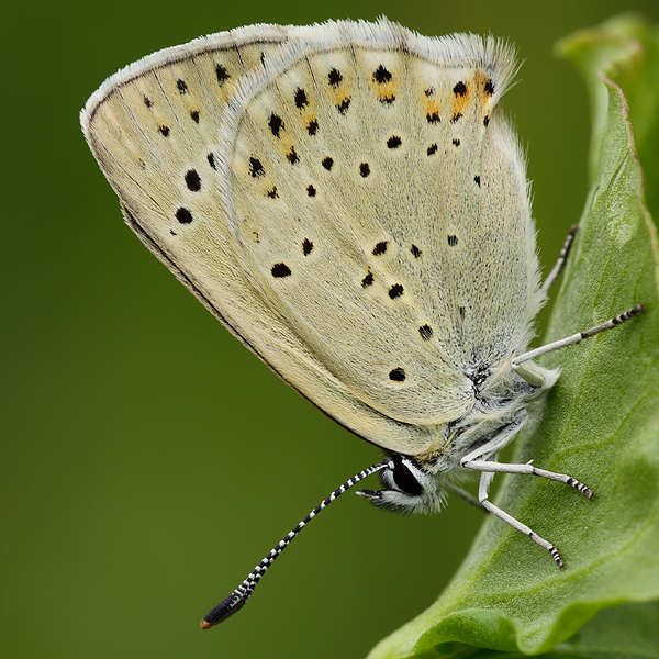 Lycaena tityrus (subalpinus)