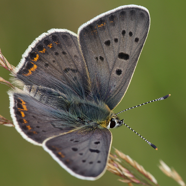 Lycaena tityrus