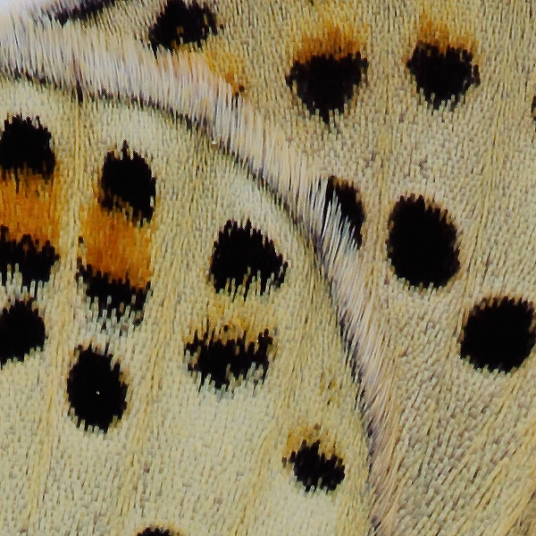 Lycaena tityrus