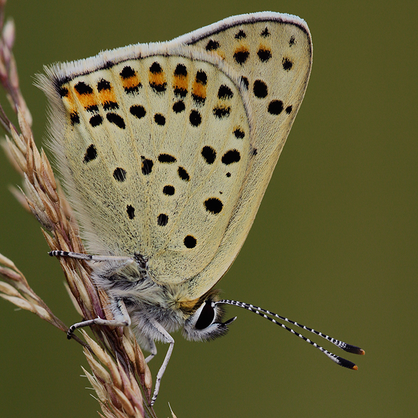 Lycaena tityrus