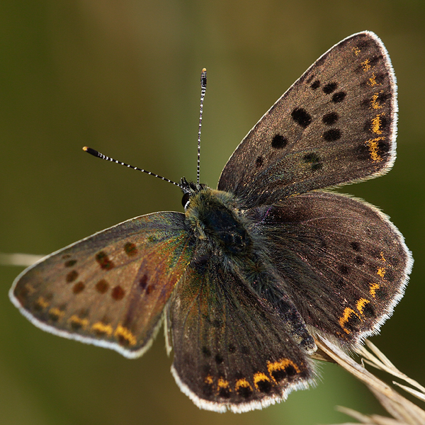 Lycaena tityrus