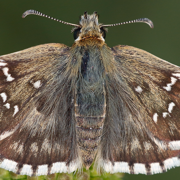 Pyrgus onopordi