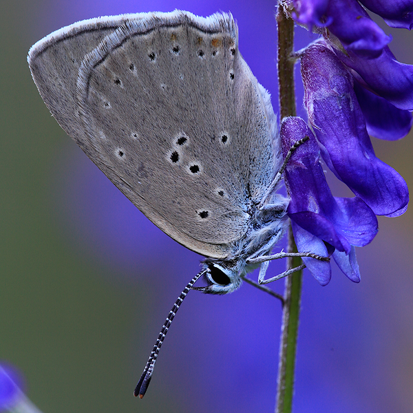 Lycaena hippothoe (eurydame)