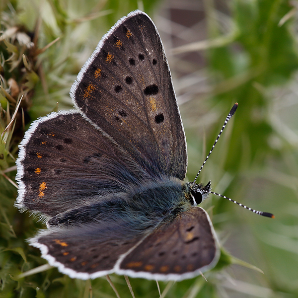 Lycaena tityrus