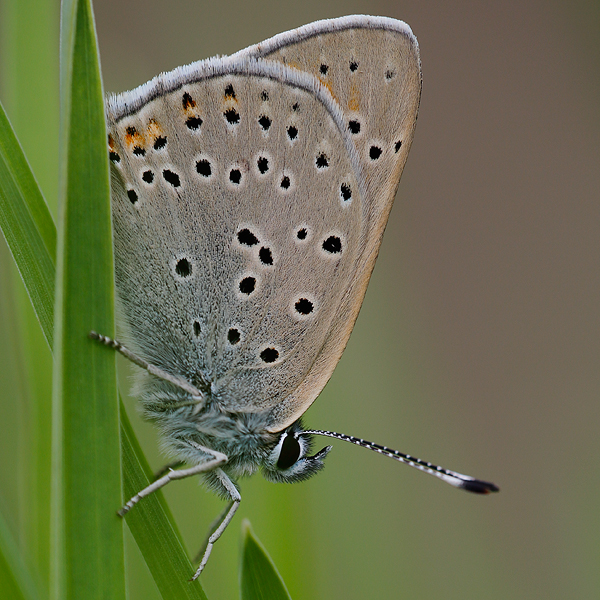 Lycaena candens